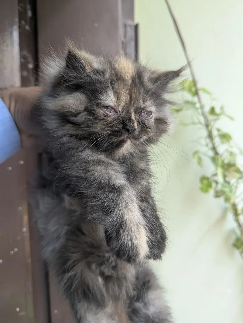 Persian punch face Female Kitten thick triple coat Tortoiseshell color — photo 3