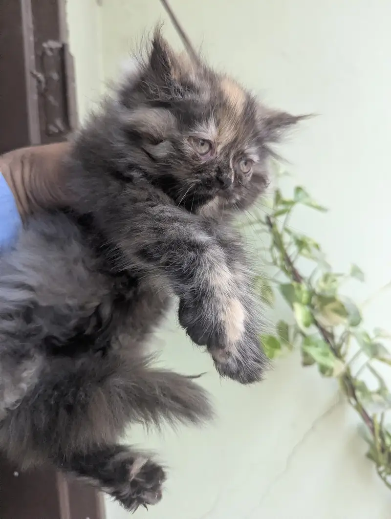 Persian punch face Female Kitten thick triple coat Tortoiseshell color — photo 4