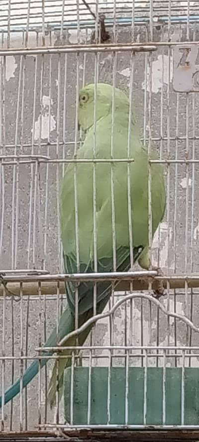 Green parrot Male