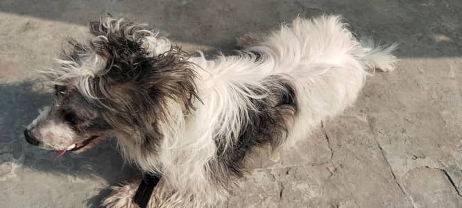male American poodle dog for stud