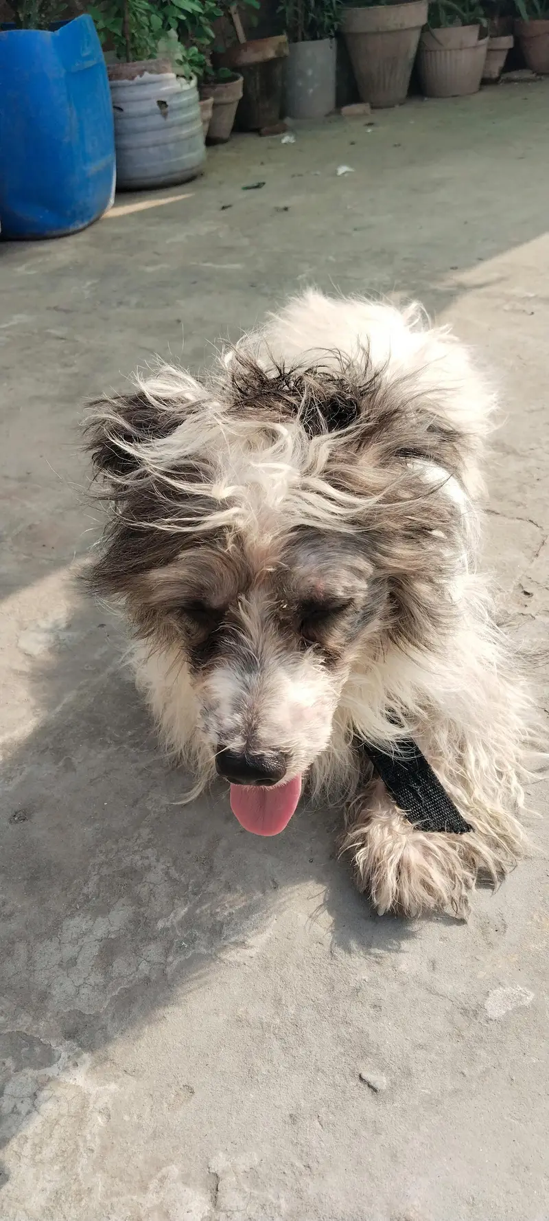 male American poodle dog for stud — photo 3