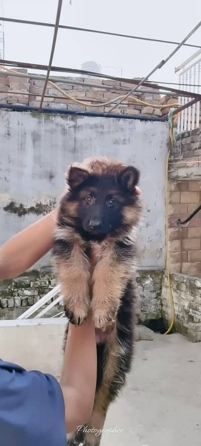 Breed German Shepherd