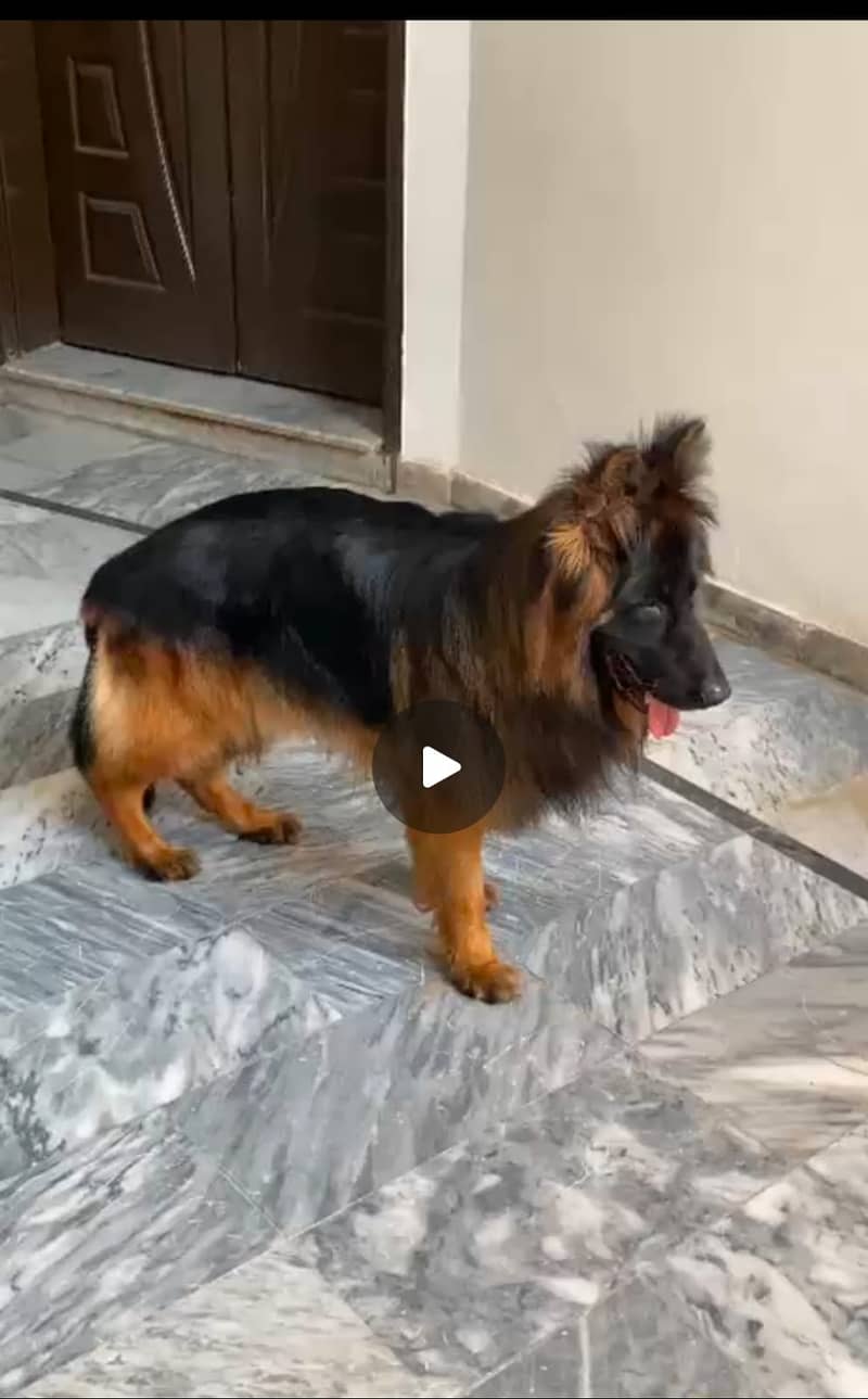Breed German Shepherd 1