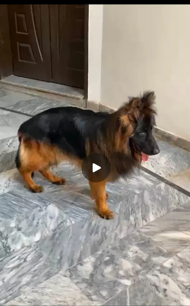 Breed German Shepherd — photo 2