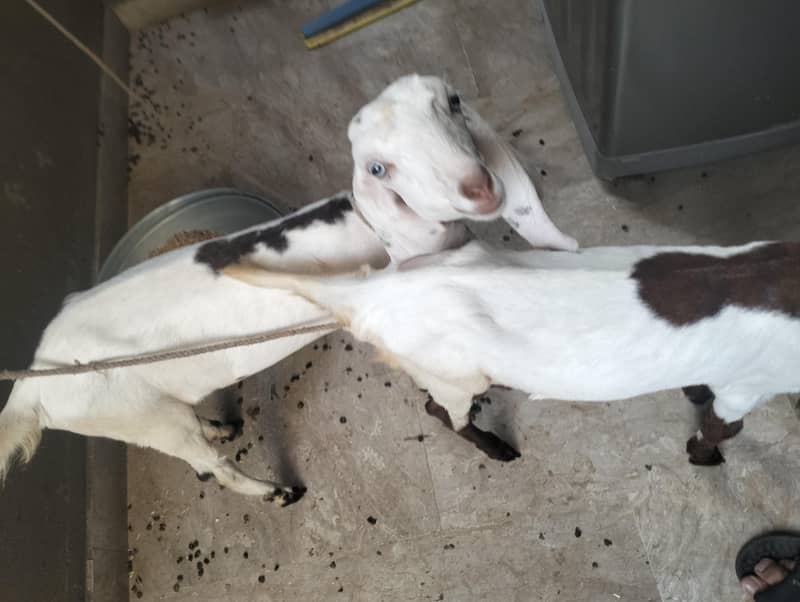 2.5months goat pair 0
