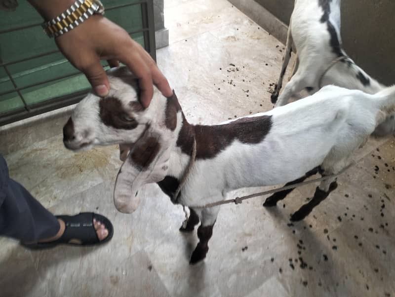 2.5months goat pair 1