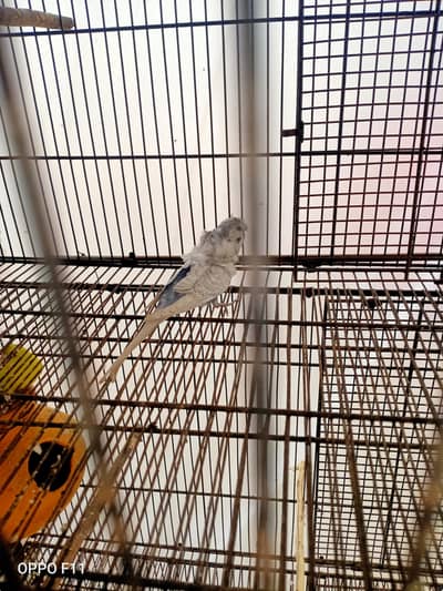active birds