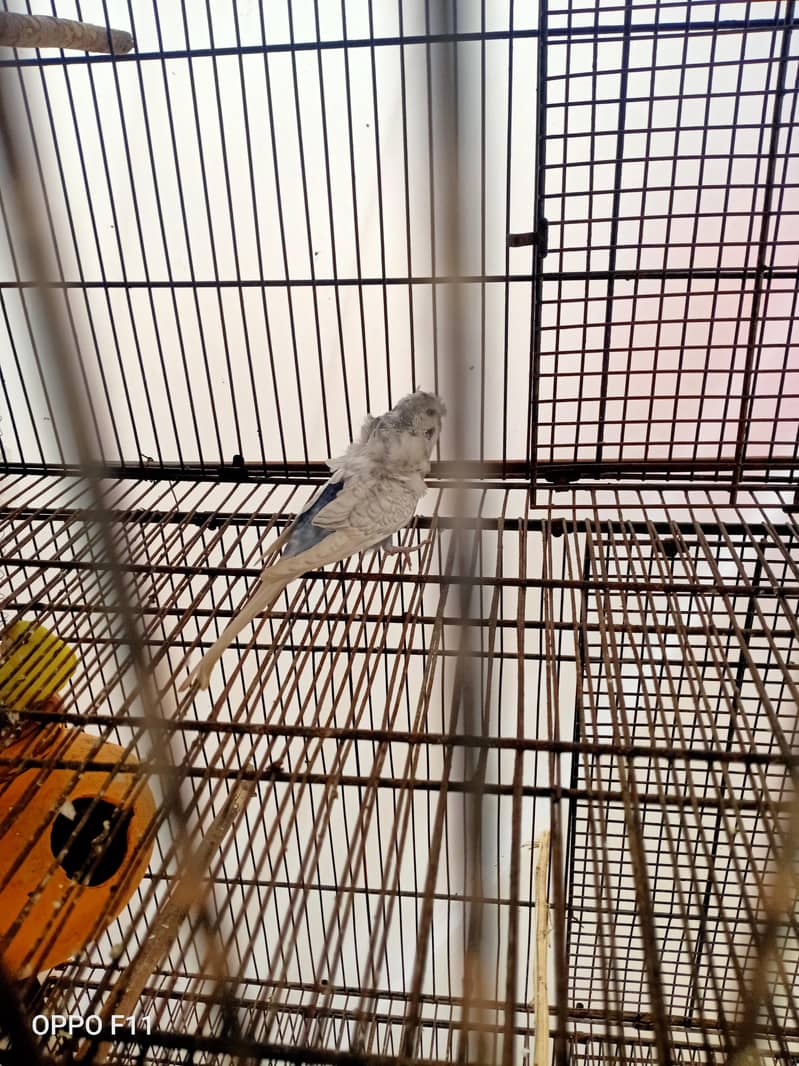 active birds 0