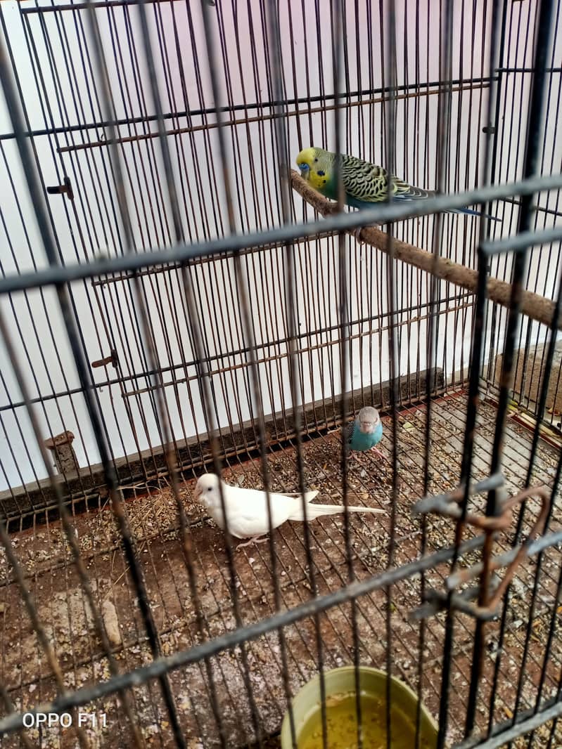 active birds 1
