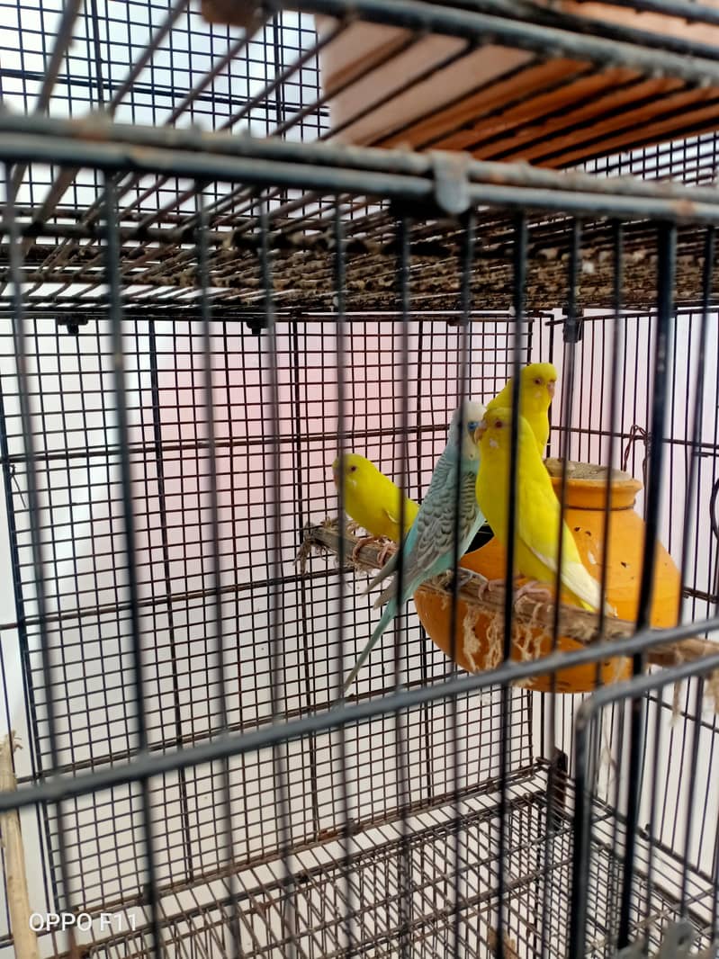 active birds 2
