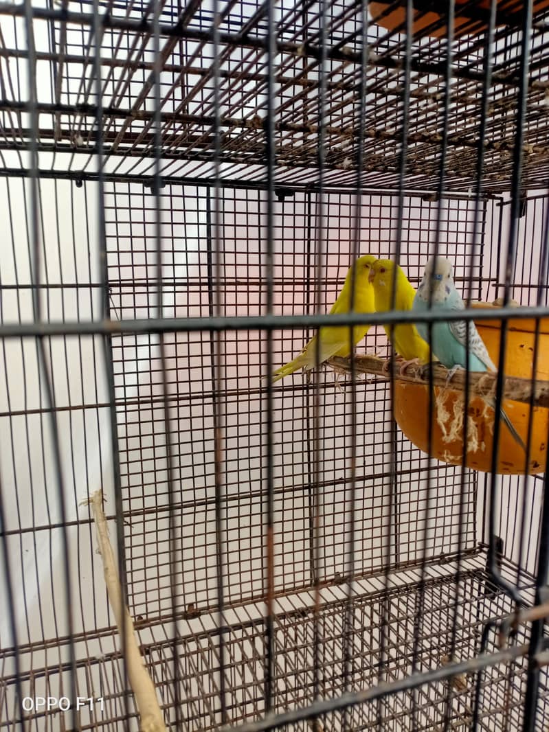 active birds 3
