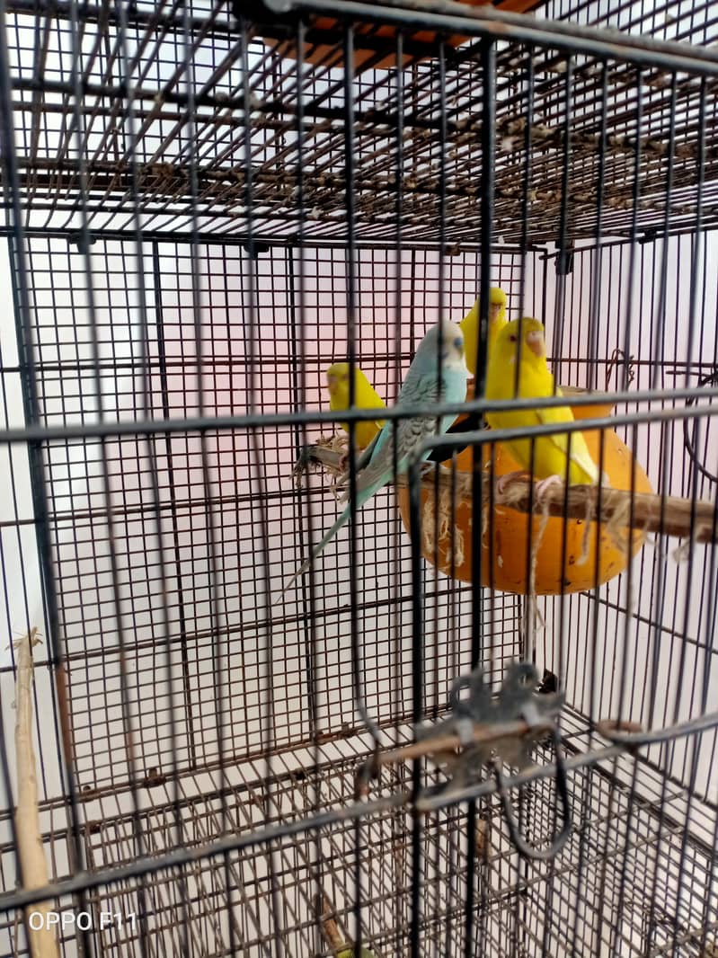 active birds 4