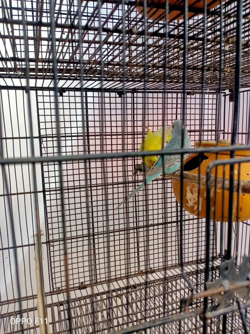 active birds 5