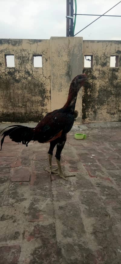 Aseel dragon patha pure