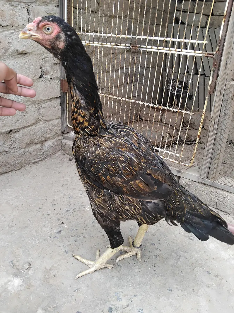 aseel — photo 4