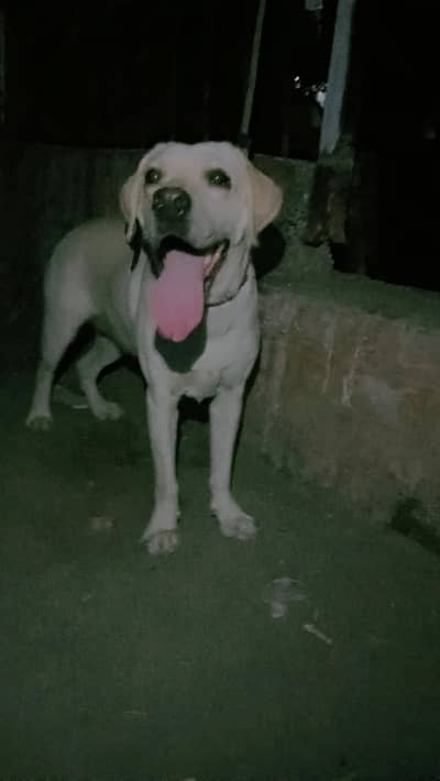 Labrador Female
