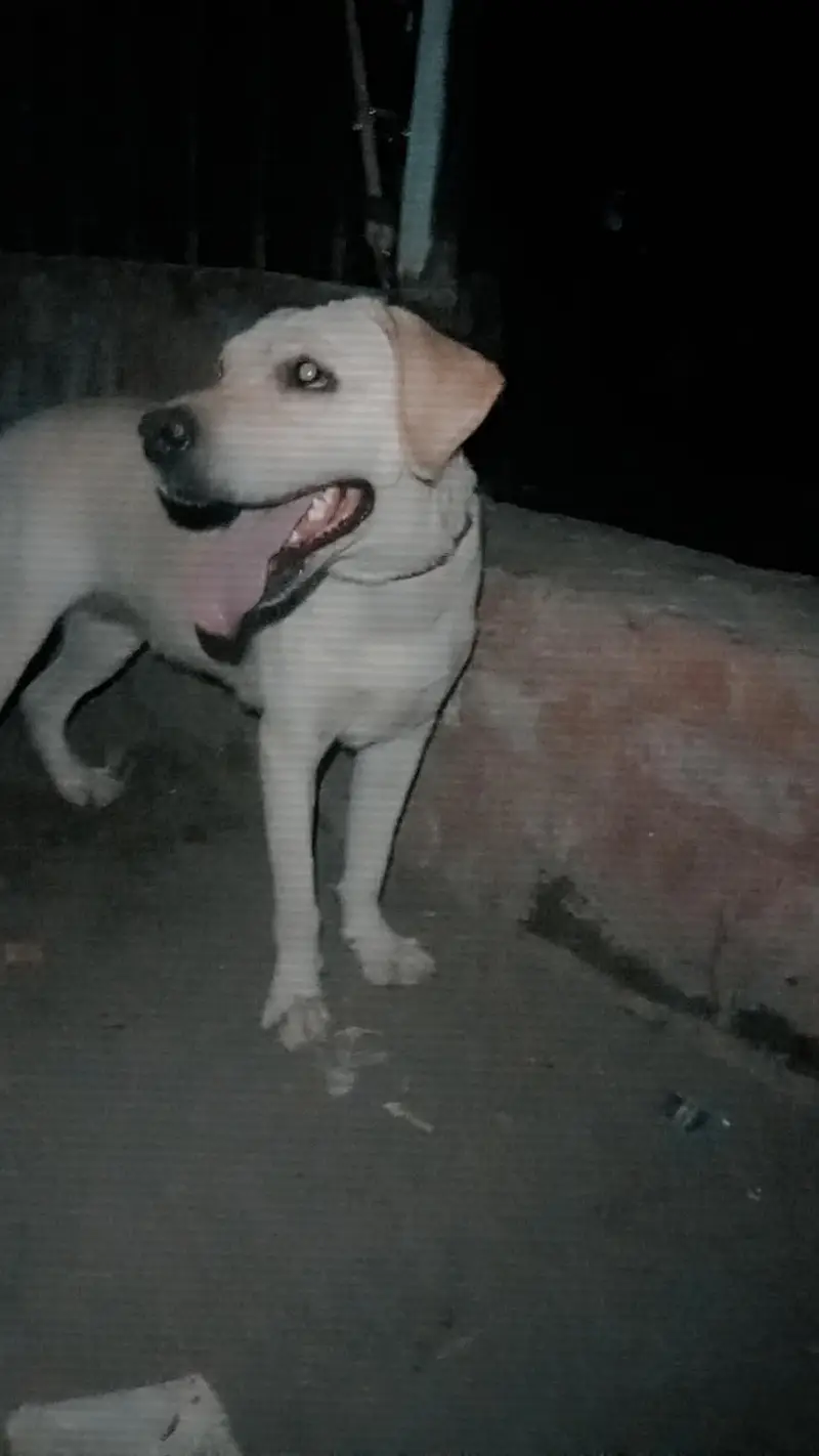 Labrador Female — photo 2