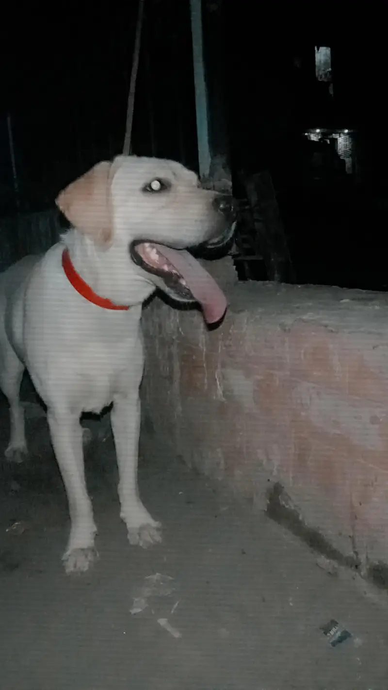 Labrador Female — photo 3