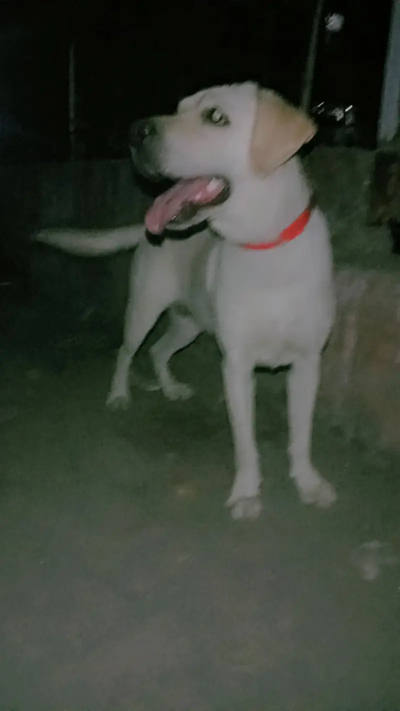 Labrador Female — photo 4