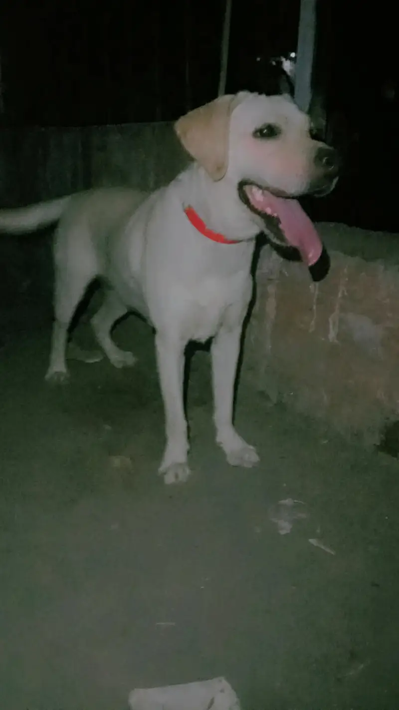 Labrador Female — photo 5