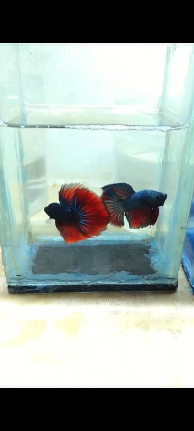 Betta Males Available High Quality