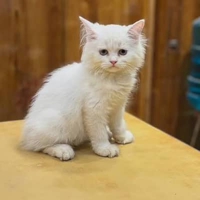Persian Cats Kitten Available For Sale, Diffrent Price 03045046096