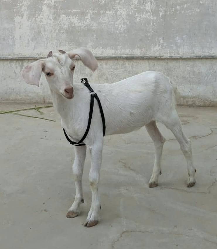 Hyderabadi Bakra 0