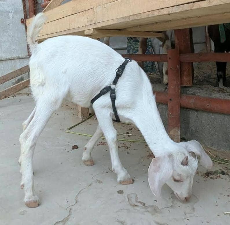 Hyderabadi Bakra 1