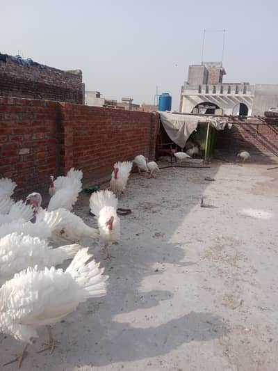 white turkey birds age 6 month+