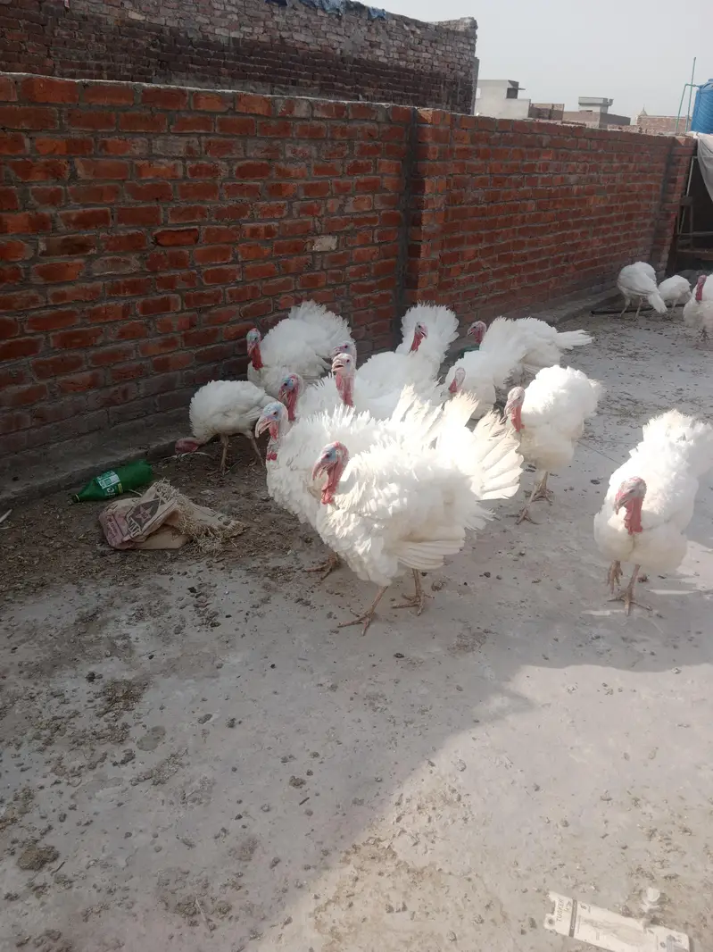 white turkey birds age 6 month+ — photo 3