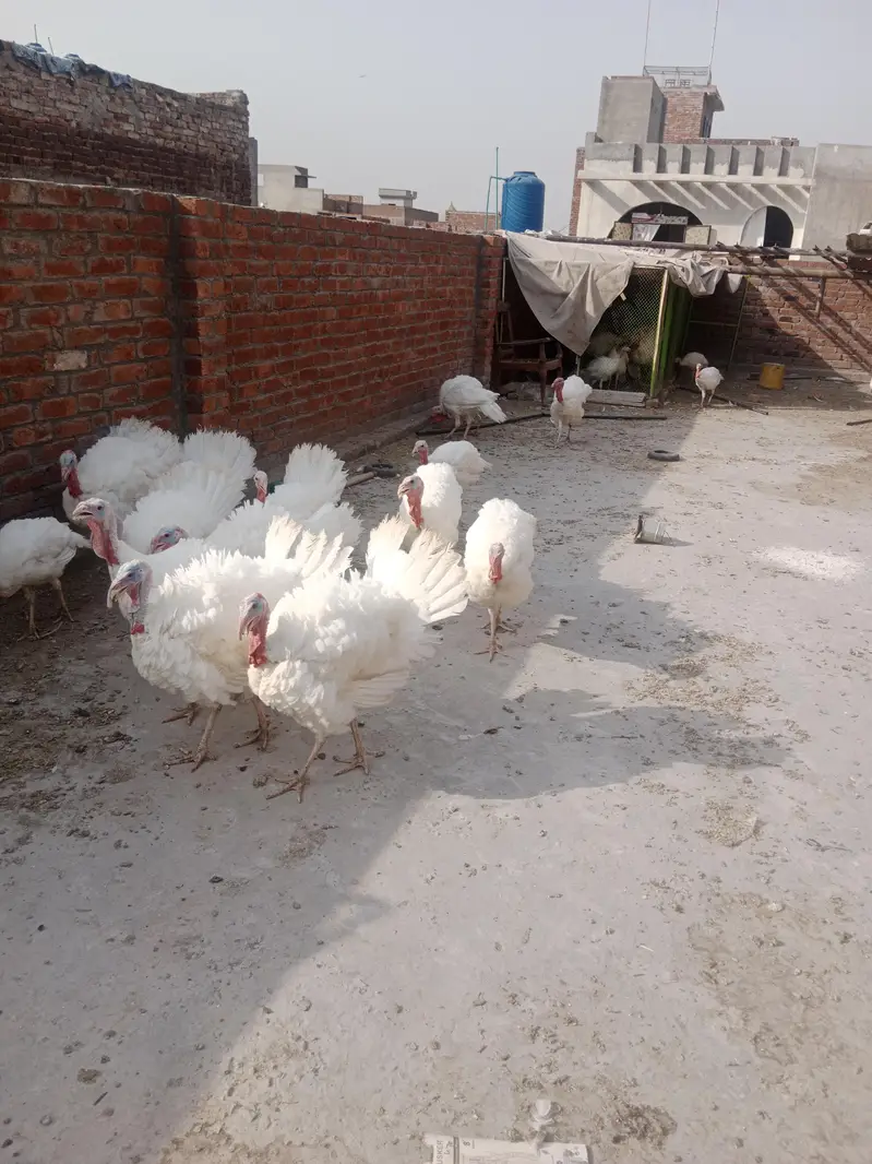 white turkey birds age 6 month+ — photo 4