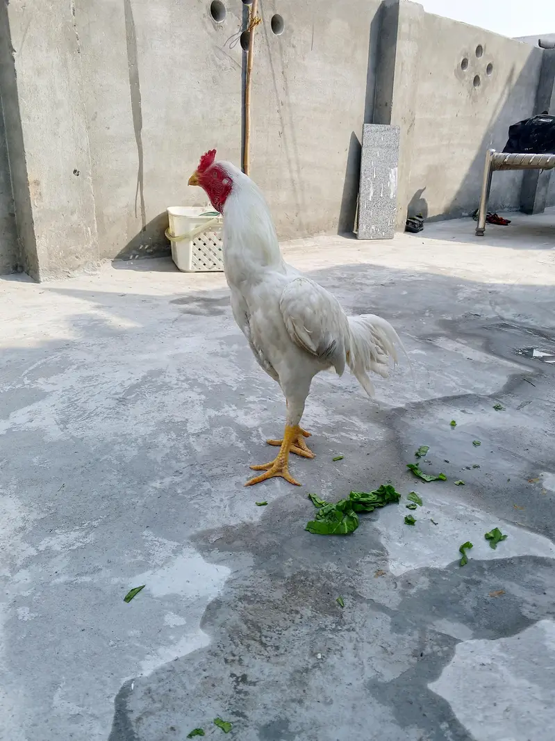 Aseel  Heera waith pepr — photo 2