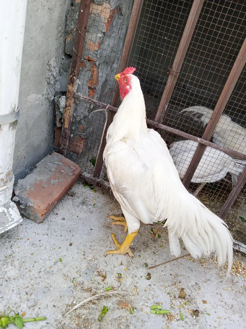 Aseel  Heera waith pepr — photo 3