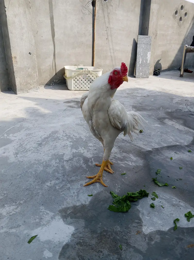 Aseel  Heera waith pepr — photo 4
