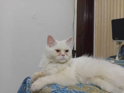 White Persian Cat odd eyes long hair healthy and Active.