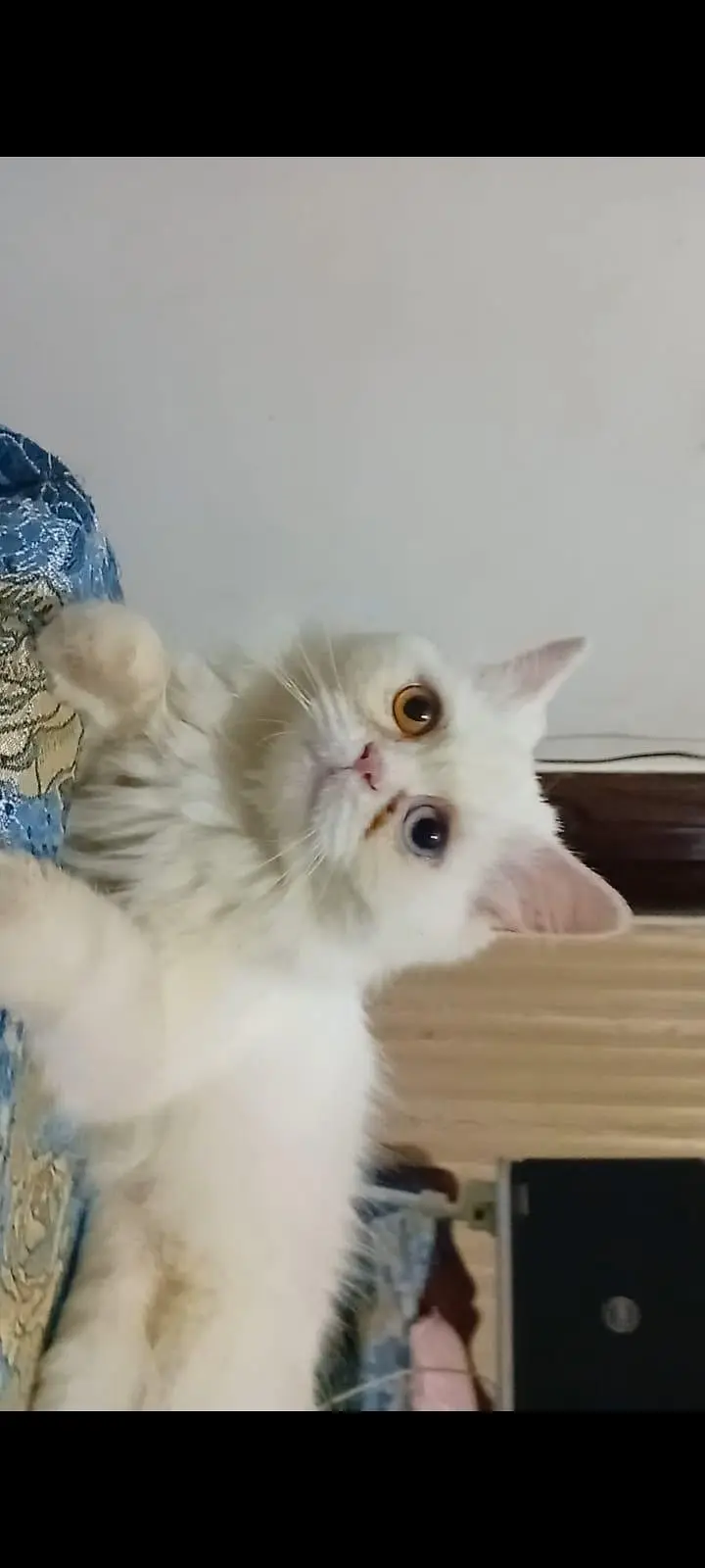 White Persian Cat odd eyes long hair healthy and Active. — photo 2