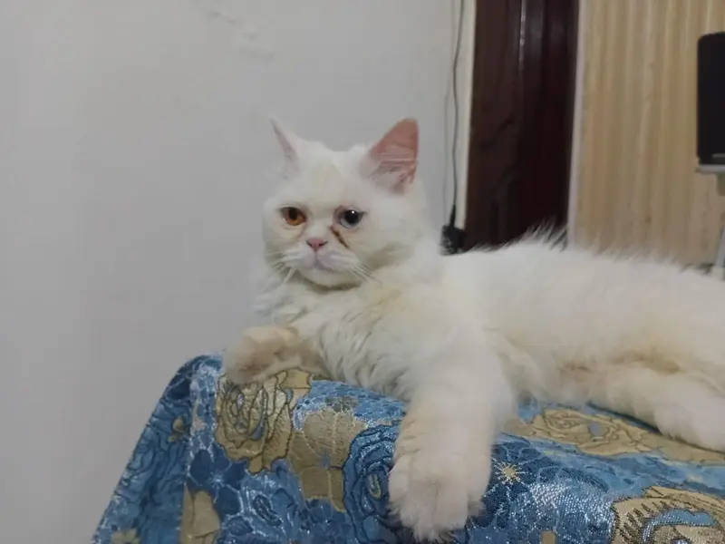 White Persian Cat odd eyes long hair healthy and Active. — photo 3