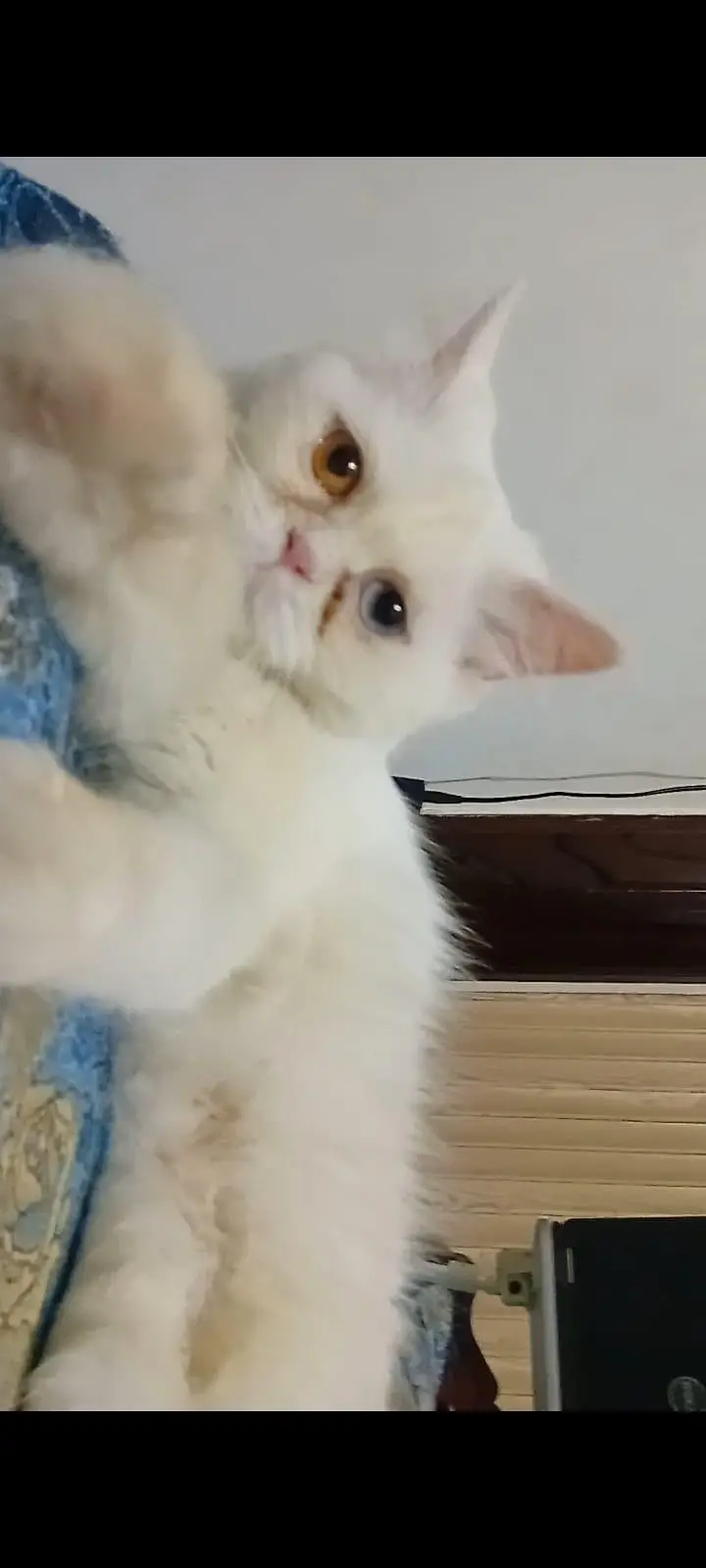 White Persian Cat odd eyes long hair healthy and Active. — photo 4
