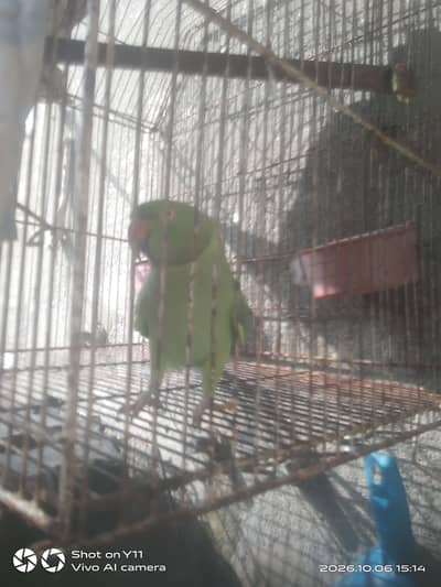 green parrot