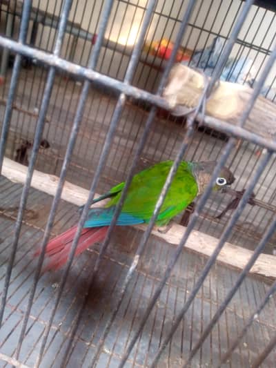 Sun conure Green check for sale.