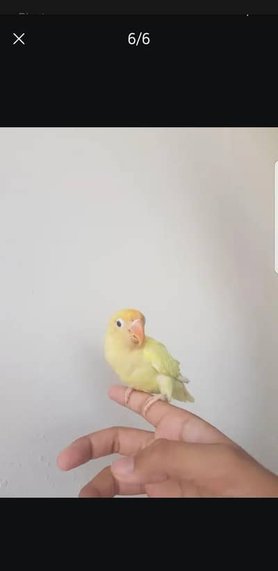 ALL PARROTT available hand tame available what app num ha 03296947043