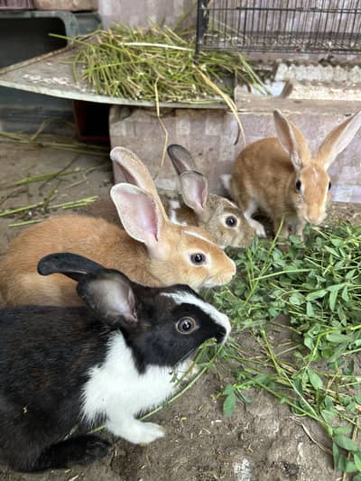 Rabbits pairs