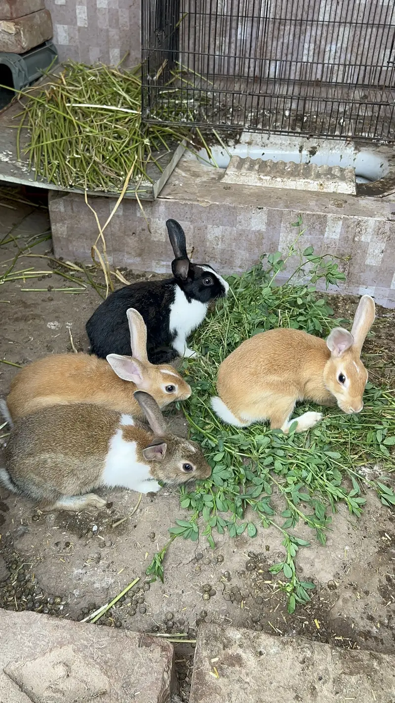 Rabbits pairs — photo 2