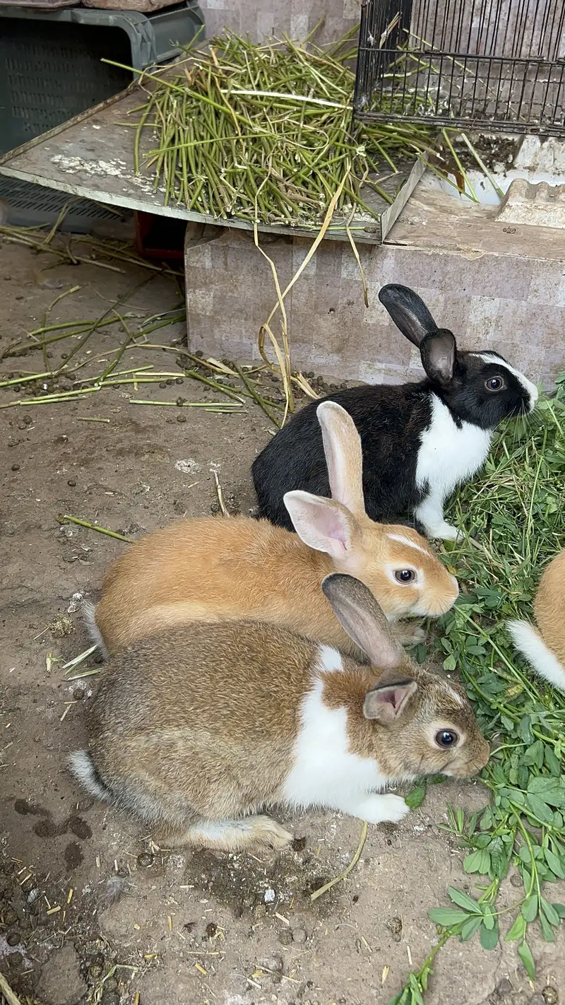 Rabbits pairs — photo 3