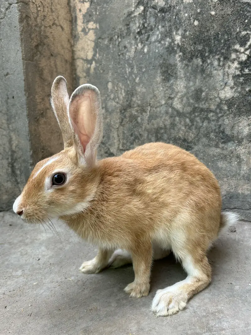 Rabbits pairs — photo 4