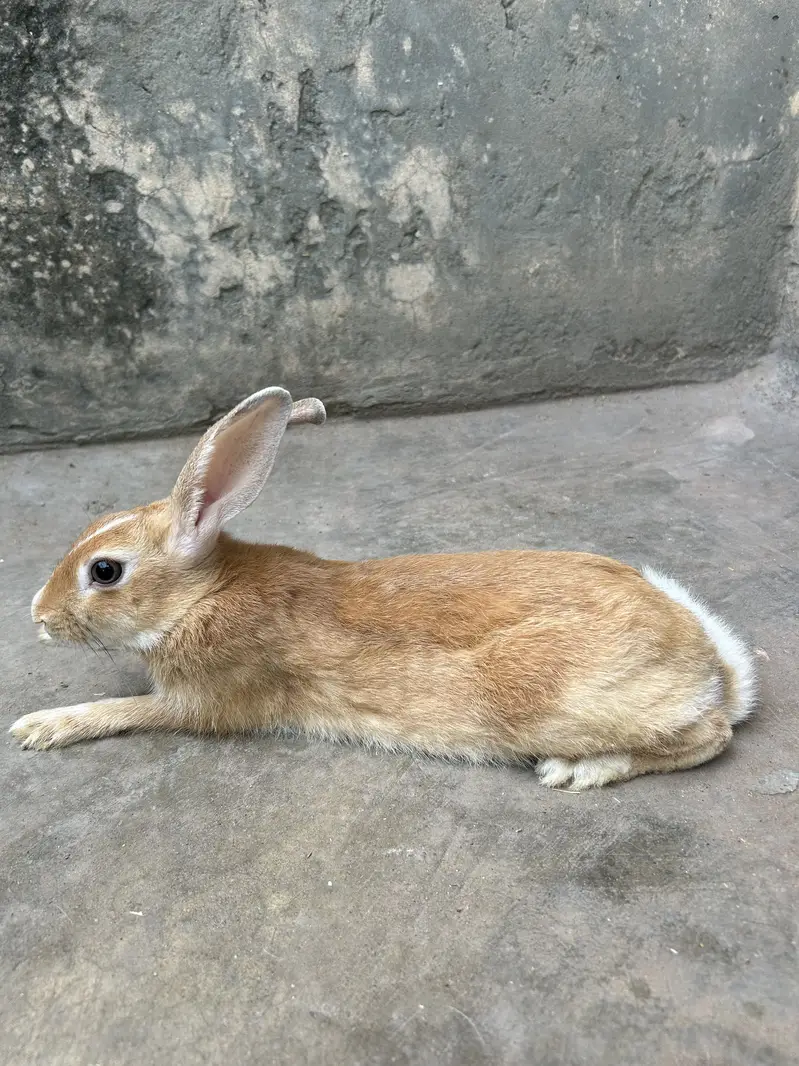 Rabbits pairs — photo 5