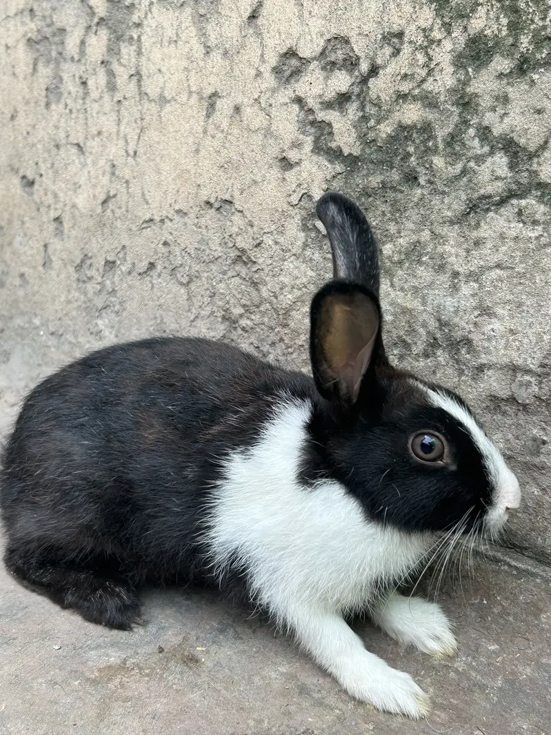 Rabbits pairs — photo 6