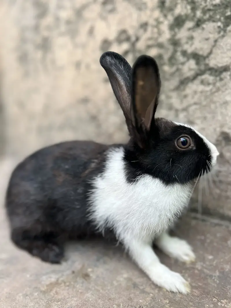 Rabbits pairs — photo 7