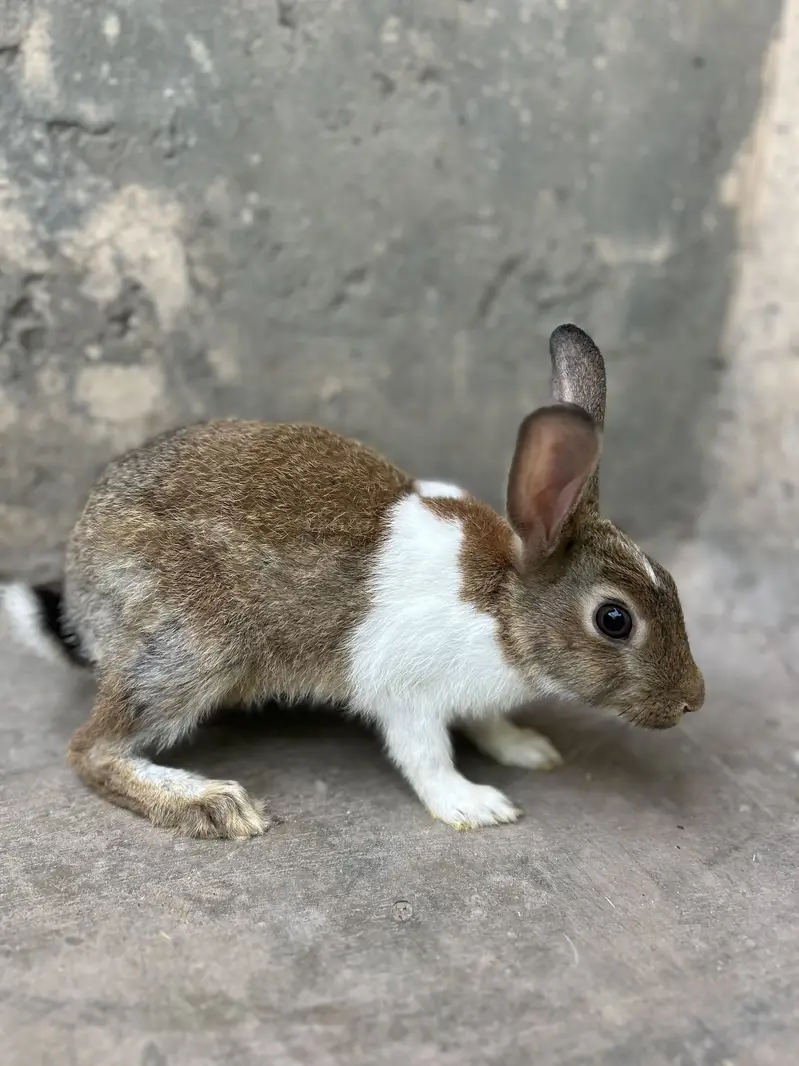 Rabbits pairs — photo 8