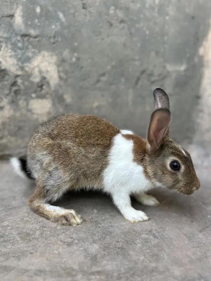 Rabbits pairs — photo 9
